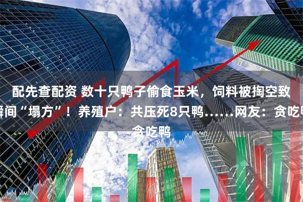 配先查配资 数十只鸭子偷食玉米，饲料被掏空致瞬间“塌方”！养殖户：共压死8只鸭……网友：贪吃鸭
